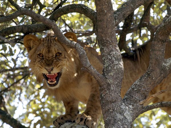 Lion kills an American woman at a safari park